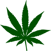 kotik-cannabis