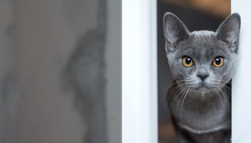 Katze - pelzblog