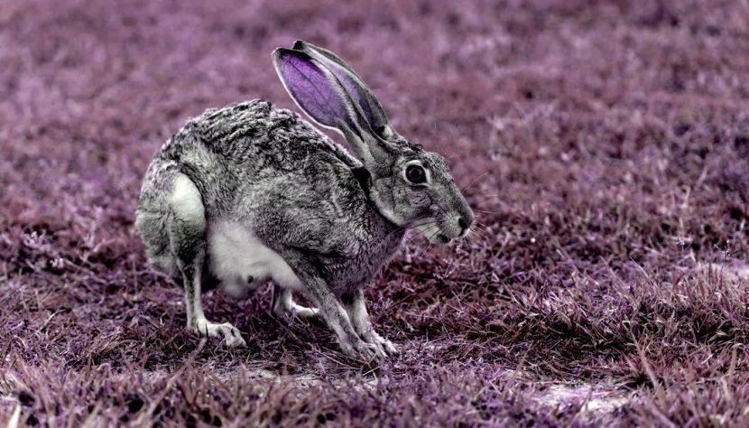 Hase - pelzblog